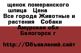 щенок померанского  шпица › Цена ­ 50 000 - Все города Животные и растения » Собаки   . Амурская обл.,Белогорск г.